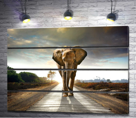 Одинокий слон на дороге