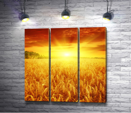Рассвет над пшеничным полем