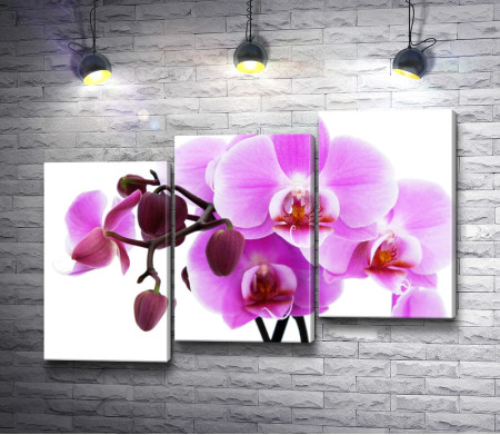 Веточка орхидеи