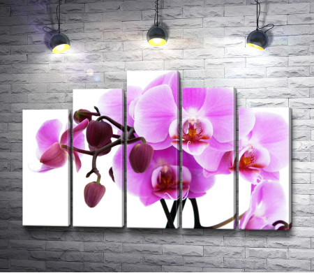 Веточка орхидеи