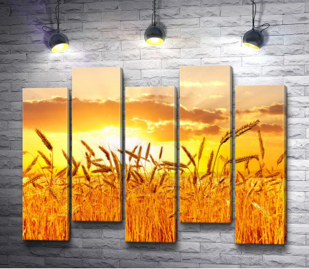 Колосья пшеницы на фоне заката
