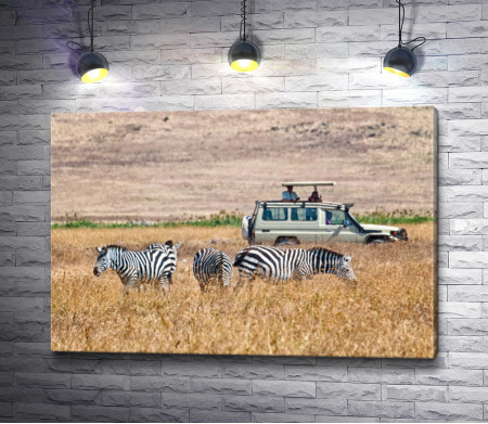Зебры в Сафари 