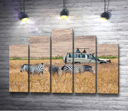 Зебры в Сафари 