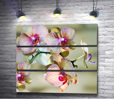 Ветвь орхидеи в цвету