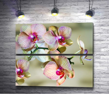 Ветвь орхидеи в цвету