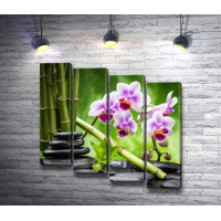 Фиолетовая орхидея, бамбук и камни спа