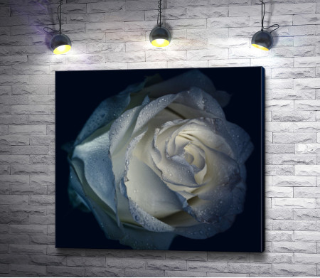Бутон белой розы с каплями воды