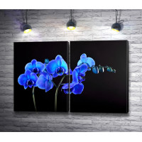 Голубые орхидеи на черном фоне