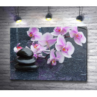 Сиреневые орхидеи и камни спа