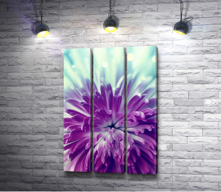 Нежная фиолетовая хризантема
