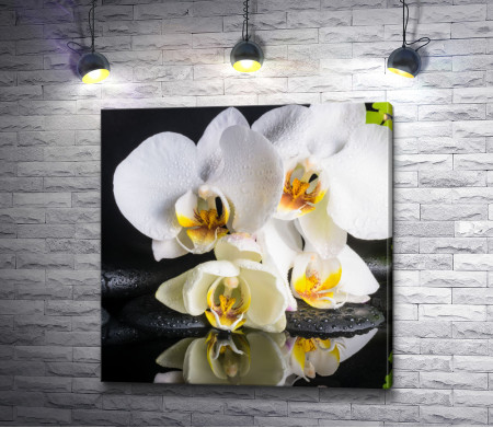 Белоснежные орхидеи на черных камнях спа