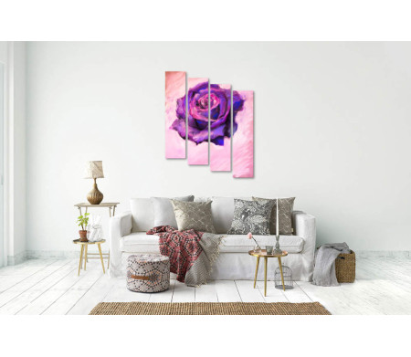 Фиолетовая роза на розовом фоне