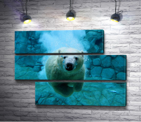 Белый медведь под водой