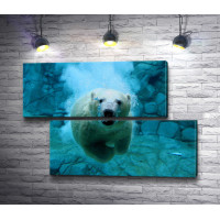 Белый медведь под водой