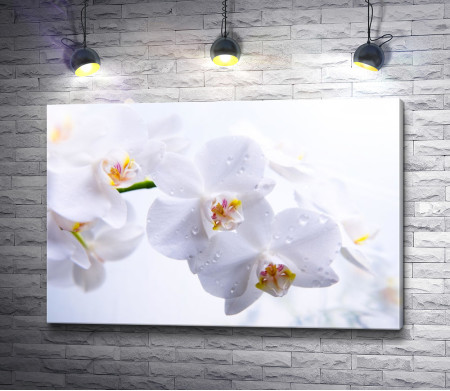 Ветка белых орхидей