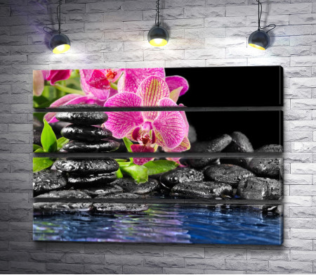 Розовые орхидеи и камни у воды