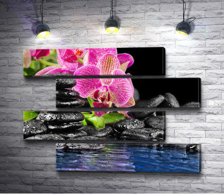 Розовые орхидеи и камни у воды