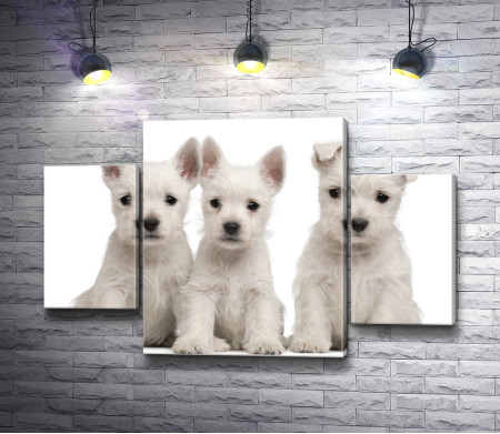 Три белых щенка породы терьер
