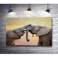 Любовь двух слонов