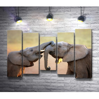 Любовь двух слонов