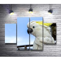 Попугай какаду на фоне моря