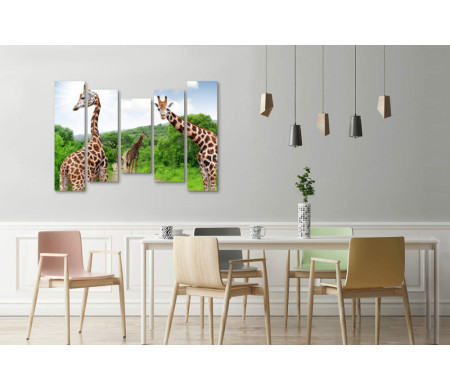 Любопытные жирафы