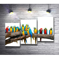 Яркие попугаи на ветке