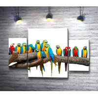 Яркие попугаи на ветке