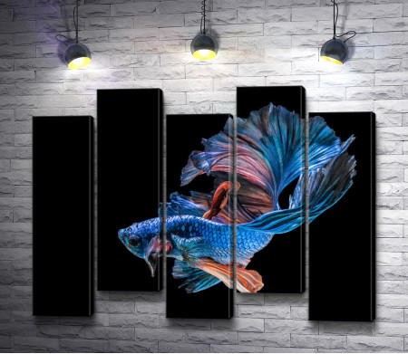 Голубая сиамская рыбка