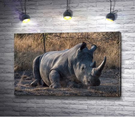 Носорог на отдыхе