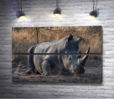 Носорог на отдыхе