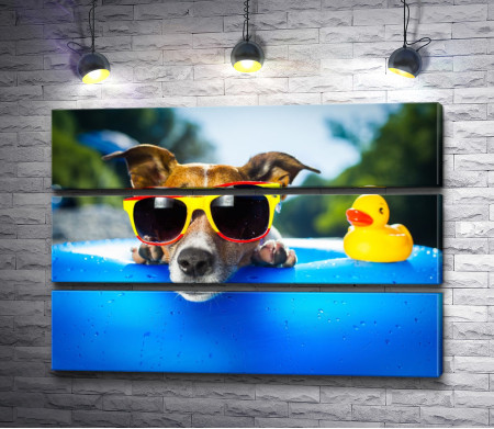 Собака в очках в бассейне с водой
