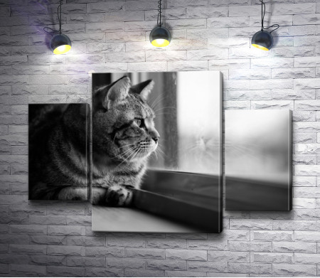 Кот смотрит в окно,  черно-белое фото