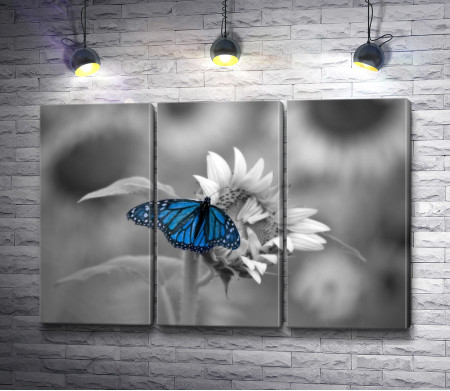 Синяя бабочка на цветке в черно-белой гамме