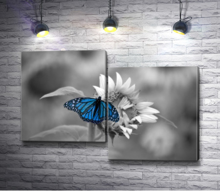 Синяя бабочка на цветке в черно-белой гамме