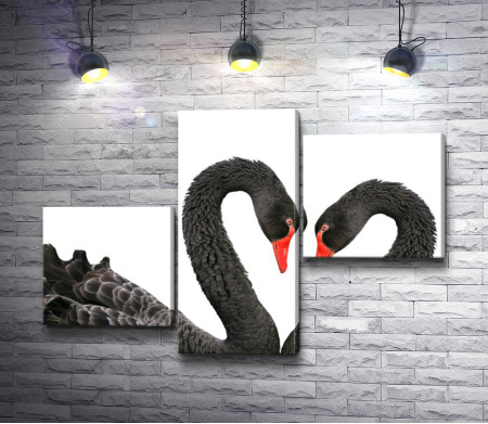 Лебеди в черно-белой гамме с красными клювами
