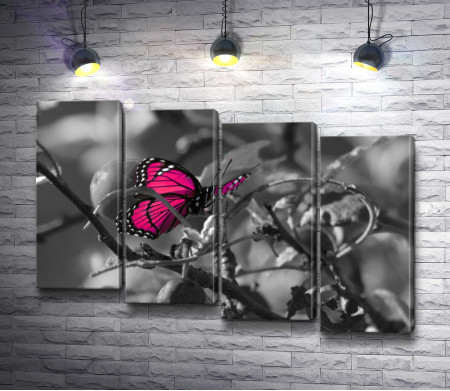 Розовая бабочка на фото в черно-белой гамме