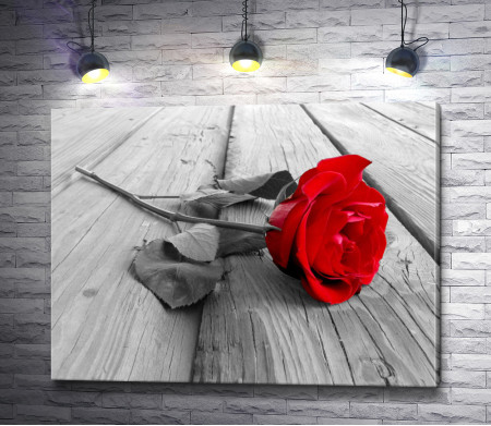 Черно-белое фото красной розы