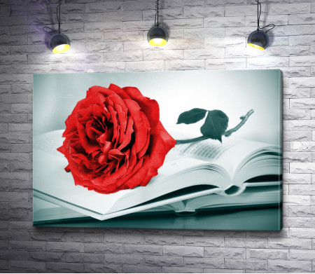 Красная роза на книге