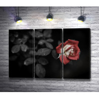 Красный бутон розы на черно-белом фото