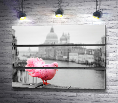 Розовый голубь на фоне Гранд-канала, Венеция