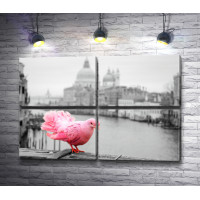 Розовый голубь на фоне Гранд-канала, Венеция
