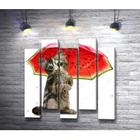 Котик под арбузным зонтиком