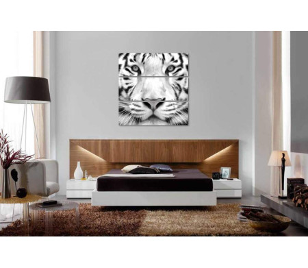 Морда белого тигра крупным планом,  черно-белое иллюстрация