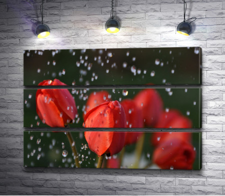 Закрытые бутоны красных тюльпанов под дождем