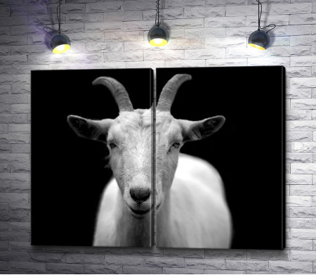 Черно-белое фото козы