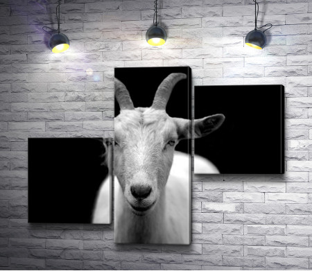 Черно-белое фото козы