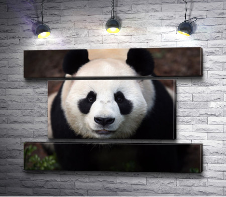 Очаровательная панда