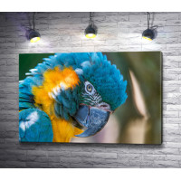 Сине-жёлтый попугай ара