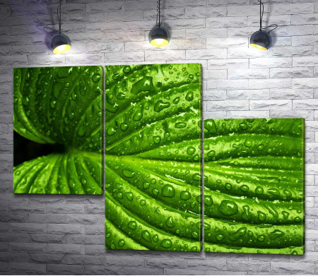 Зеленый лист с каплями воды. Макроснимок